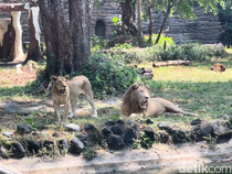 Viral Harimau Kurus Disorot Terkait Korupsi Pakan Hewan, KBS Buka Suara