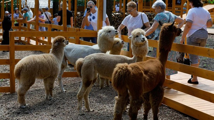A woman takes a selfie at the alpaca park on its opening day in Donetsk, a Russian-controlled city of Ukraine, Jully 23, 2026. REUTERS/Alexander Ermochenko