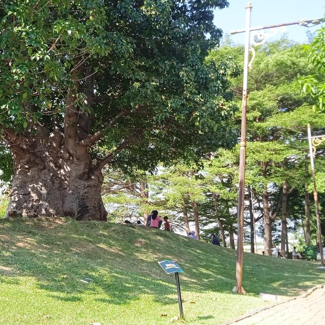 Menikmati Keteduhan Pohon Afrika di Taman Baobab Pulomas