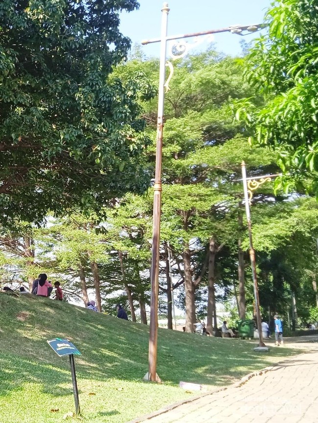 Menikmati Keteduhan Pohon Afrika di Taman Baobab Pulomas