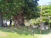 Menikmati Keteduhan Pohon Afrika di Taman Baobab Pulomas