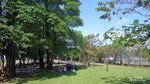Menikmati Keteduhan Pohon Afrika di Taman Baobab Pulomas