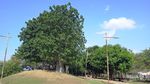 Menikmati Keteduhan Pohon Afrika di Taman Baobab Pulomas