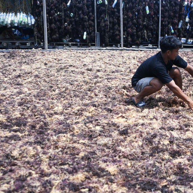Begini Produksi Rumput Laut, Sudah Pernah Lihat?