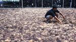 Begini Produksi Rumput Laut, Sudah Pernah Lihat?