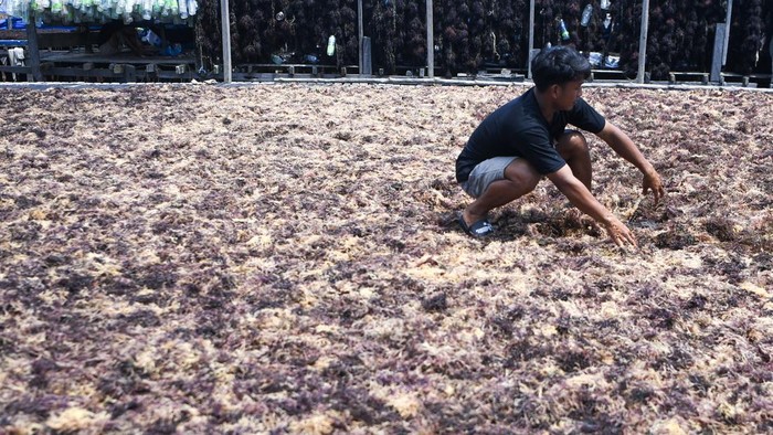 Pekerja menjahit bibit rumput laut jenis Kappaphycus alvarezii di Desa Liang Bunyu, Sebatik Barat, Kabupaten Nunukan, Kalimantan Utara, Jumat (24/7/2026). Sejumlah petani menyatakan kondisi cuaca yang tidak menentu saat proses pascapanen berpotensi menyebabkan kerusakan produk rumput laut hingga 90 persen karena proses pengeringan masih tradisional yakni dengan mengandalkan sinar matahari. ANTARA FOTO/M Risyal Hidayat/sgd