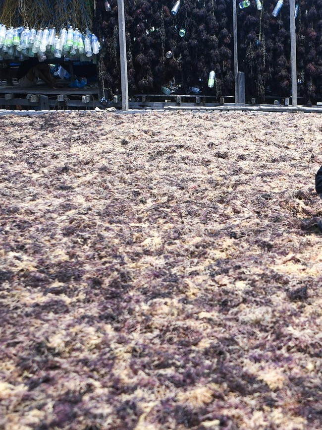 Begini Produksi Rumput Laut, Sudah Pernah Lihat?