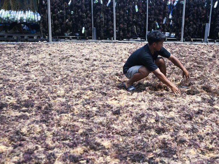 Begini Produksi Rumput Laut, Sudah Pernah Lihat?