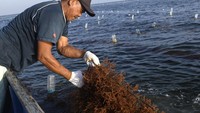 Kondisi tersebut berpotensi menyebabkan kerusakan produk hingga 90 persen apabila pengeringan tidak berlangsung optimal. ANTARA FOTO/M Risyal Hidayat