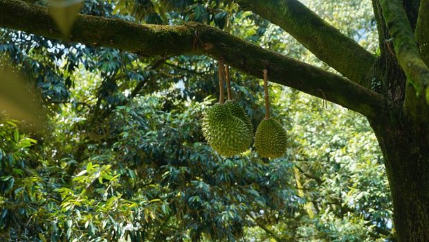 Berburu Durian Musang King di Malaysia