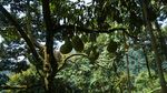 Berburu Musang King, Si Raja Durian dari Negeri Jiran