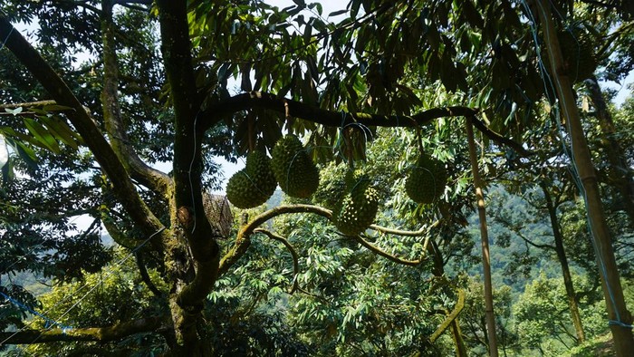 Berburu Durian Musang King di Malaysia