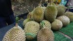 Berburu Musang King, Si Raja Durian dari Negeri Jiran