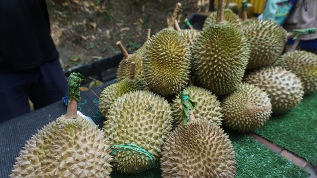 Berburu Durian Musang King di Malaysia
