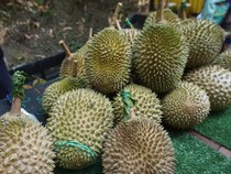 Terpopuler: Berburu Durian Musang King di Malaysia