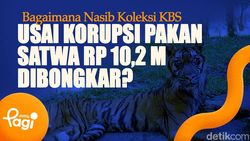 Video: Bagaimana Nasib Koleksi KBS Usai Korupsi Pakan Satwa Rp 10,2 M Dibongkar? 