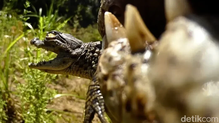 Kamera kecil merekam isi mulut buaya Nil