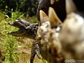 Kamera Dipasang di Mulut Buaya, Isinya di Luar Dugaan