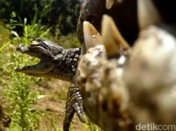 Kamera Dipasang di Mulut Buaya, Isinya di Luar Dugaan