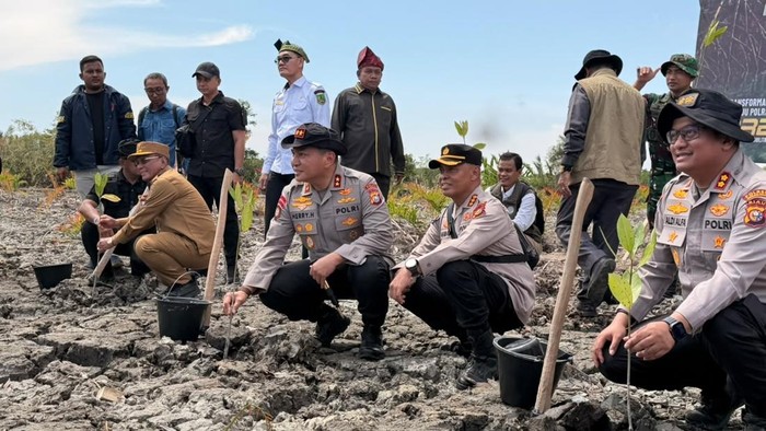 Kapolda Riau bersama Bupati Rohil menanam kembali mangrove yang dirusak di Rokan Hilir