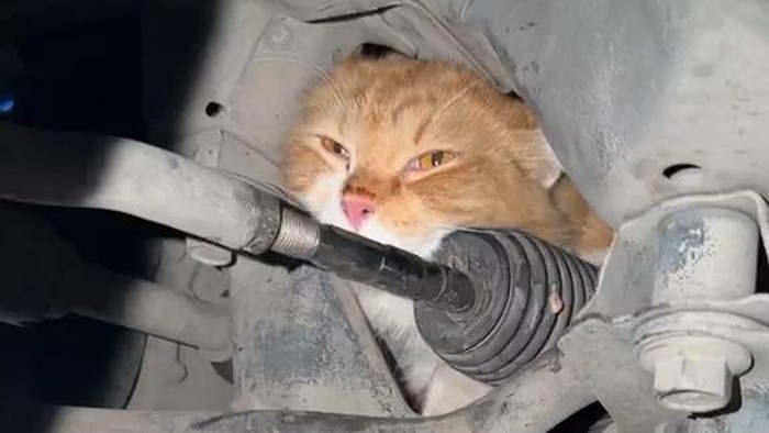 Kucing berwarna oranye yang berhasil petugas evakuasi dari dalam kap mesin mobil.
