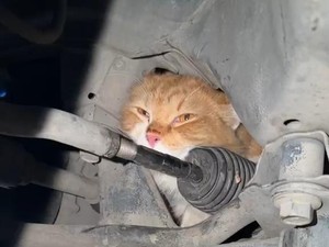 Aksi Damkar Bantul Evakuasi Kucing Terjebak di Kap Mobil, Dipancing Pakai Air