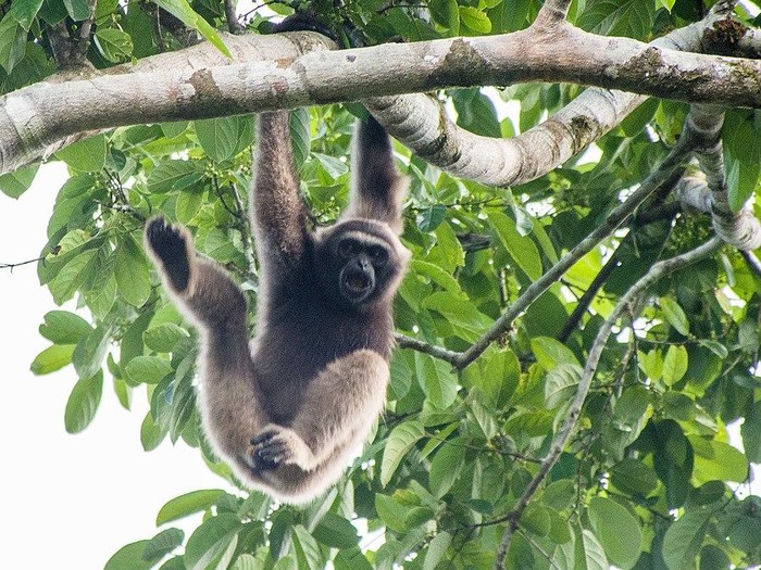 Owa kalawat endemik Kalimantan. (dok Flickr/Mike Prince)