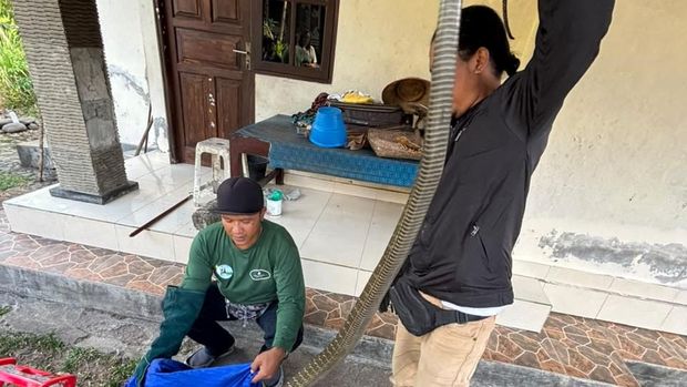 Proses evakuasi ular king kobra sepanjang 3,2 meter di salah satu rumah warga di Banjar Pengreregan Kelod, Desa Lumbung, Kecamatan Selemadeg Barat, Jumat (24/7/2026). (Foto: Dok. Istimewa) Proses evakuasi ular king kobra sepanjang 3,2 meter di salah satu rumah warga di Banjar Pengreregan Kelod, Desa Lumbung, Kecamatan Selemadeg Barat, Jumat (24/7/2026). (Foto: Dok. Istimewa)