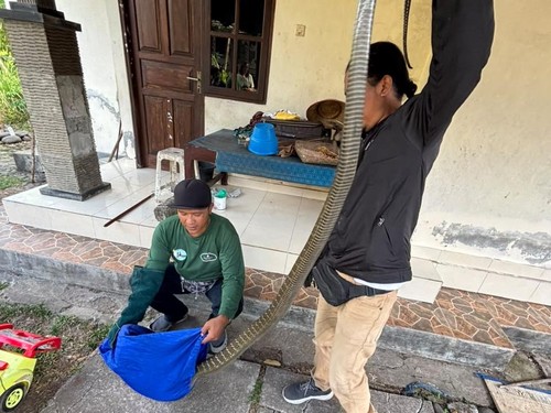 Proses evakuasi ular king kobra sepanjang 3,2 meter di salah satu rumah warga di Banjar Pengreregan Kelod, Desa Lumbung, Kecamatan Selemadeg Barat, Jumat (24/7/2026). (Foto: Dok. Istimewa)