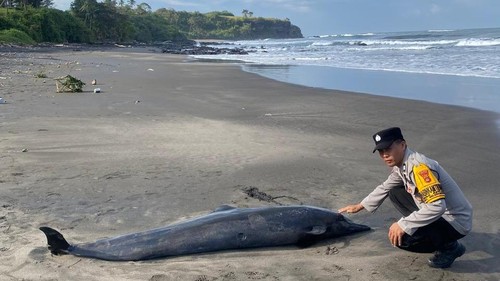 Seekor lumba-lumba mati terdampar di pesisir Pantai Soka, Kecamatan Selemadeg Barat, Tabanan, Bali, Sabtu (25/7/2026). (Foto: Dok. Istimewa)
