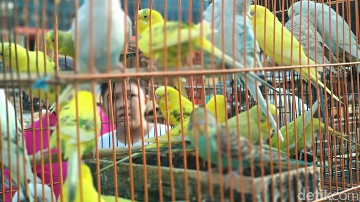Beragam jenis burung yang ada di Pasar Burung Palembang