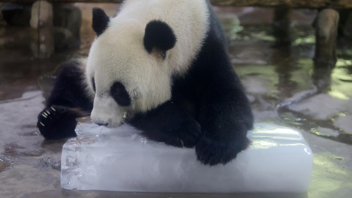 YANGZHOU, CHINA - JULY 26: Tiger cubs cool off at the Yangzhou Zoo on July 26, 2026 in Yangzhou, Jiangsu Province of China. The zoo has taken various steps to help animals cope with high temperatures in summer. (Photo by Meng Delong/VCG via Getty Images)