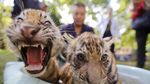 Gelombang Panas Melanda China, Satwa Kebun Binatang Diberi Perlakuan Khusus