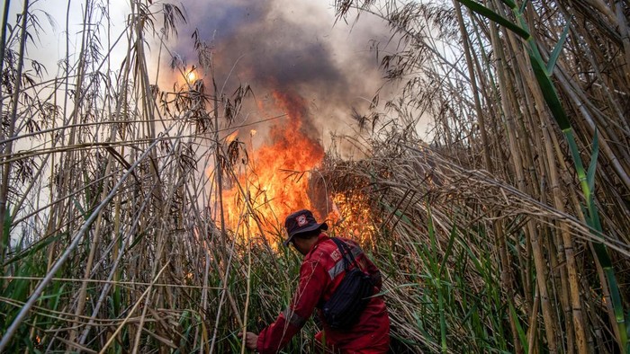 Petugas dari Manggala Agni Daops Sumatera XIV-Banyuasin berusaha memadamkan kebakaran lahan di Desa Sungai Rambutan, Indralaya Utara, Ogan Ilir (OI), Sumatera Selatan, Minggu (26/7/2026). Kebakaran lahan yang terjadi sejak siang hari tersebut tersebut berhasil dipadamkan oleh Manggala Agni Daops Sumatera XIV-Banyuasin dan dibantu oleh Helikopter Water Boombing Sikorsky Black Hawk N 360 UH. ANTARA FOTO/Nova Wahyudi/agr