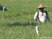 Petani Bawang Merah di Nganjuk Gagal Panen gegara Hama Ulat Hitam