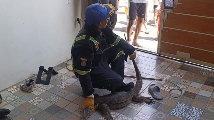 Proses evakuasi biayawak 1 meter yang jebol rumah warga di Kuningan