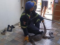 Ngeri! Biawak Jumbo Sembunyi di Atap Rumah Warga Kuningan