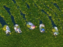 Musim Panen Kacang Air Dimulai di Jiangsu