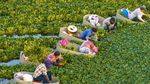 Musim Panen Kacang Air Dimulai di Jiangsu