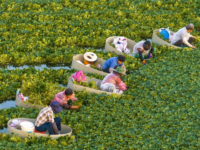 TAIZHOU, CHINA - JULY 26: Villagers row water caltrop buckets to harvest water caltrops on July 26, 2026 in Taizhou, Jiangsu Province of China. (Photo by Tang Dehong/VCG via Getty Images)