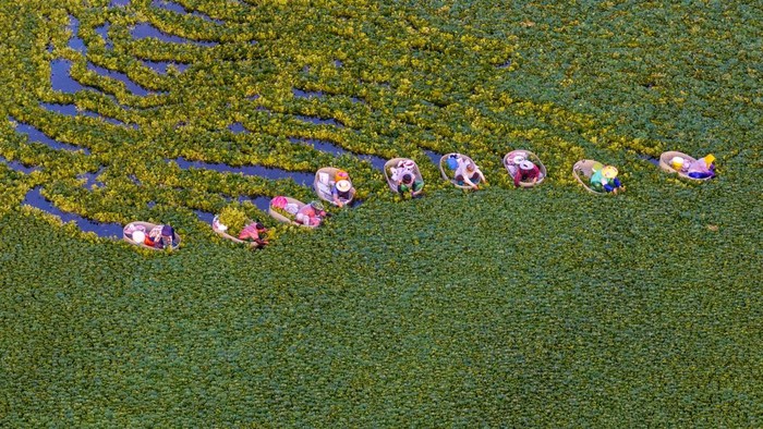 TAIZHOU, CHINA - JULY 26: Villagers row water caltrop buckets to harvest water caltrops on July 26, 2026 in Taizhou, Jiangsu Province of China. (Photo by Tang Dehong/VCG via Getty Images)