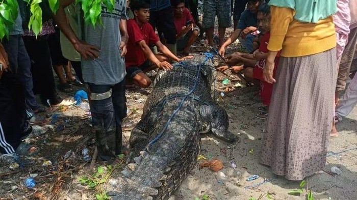 Warga Pasangkayu menangkap buaya 4,5 meter yang diduga menerkam wanita hingga tewas.