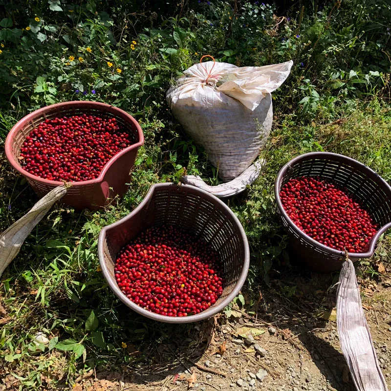 5 Biji Kopi Paling Unik di Dunia, Langka dan Rasanya Spesial Biji Kopi Paling Unik di Dunia, Langka dan Rasanya Spesial