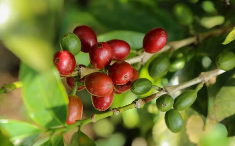 5 Biji Kopi Paling Unik di Dunia, Langka dan Rasanya Spesial Biji Kopi Paling Unik di Dunia, Langka dan Rasanya Spesial