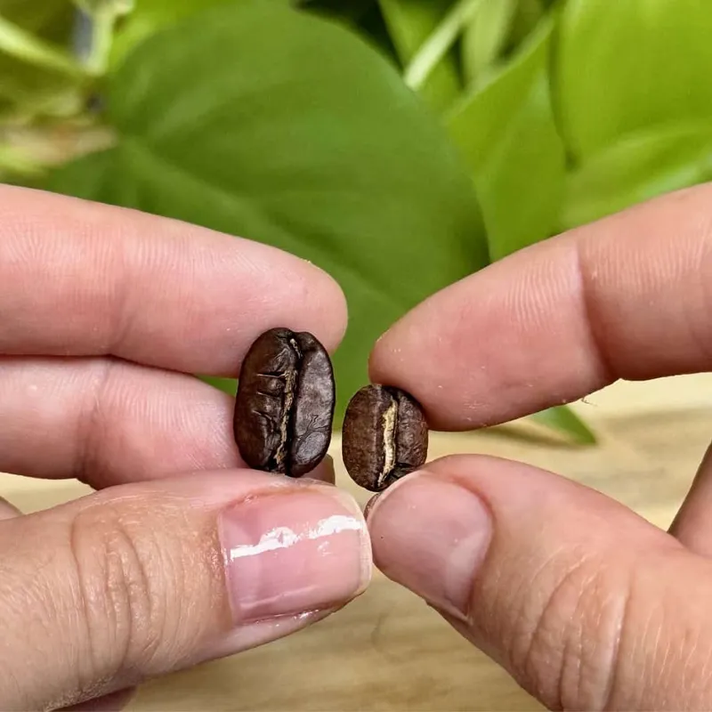 5 Biji Kopi Paling Unik di Dunia, Langka dan Rasanya Spesial Biji Kopi Paling Unik di Dunia, Langka dan Rasanya Spesial