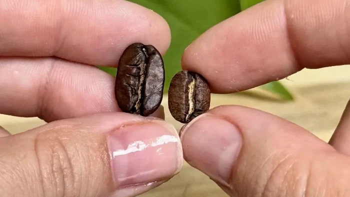 Biji Kopi Paling Unik di Dunia, Langka dan Rasanya Spesial