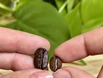 5 Biji Kopi Paling Unik di Dunia, Langka dan Rasanya Spesial