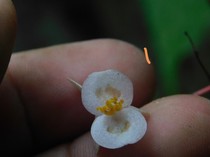 BRIN Temukan Spesies Begonia Baru, Dinamai hattae untuk Kenang Bung Hatta