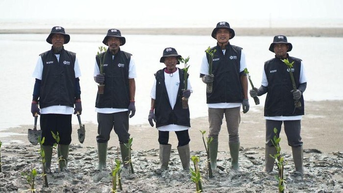 BRI Peduli tanam bibit mangrove di Karawang, Jawa Barat