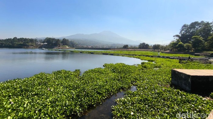 Eceng Gondok Tutupi Waduk Darma Kuningan